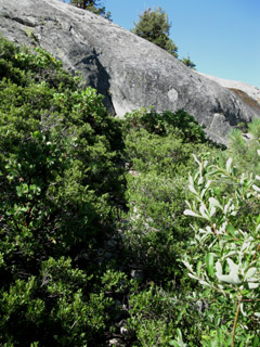 The trail through thick Manzanita on the North side of Mount Reba